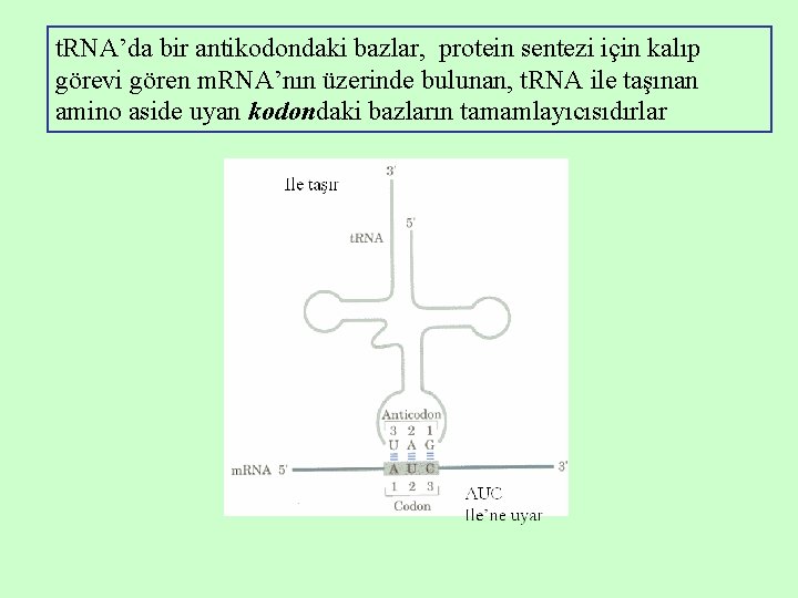 t. RNA’da bir antikodondaki bazlar, protein sentezi için kalıp görevi gören m. RNA’nın üzerinde t. RNA’da bir antikodondaki bazlar, protein sentezi için kalıp görevi gören m. RNA’nın üzerinde