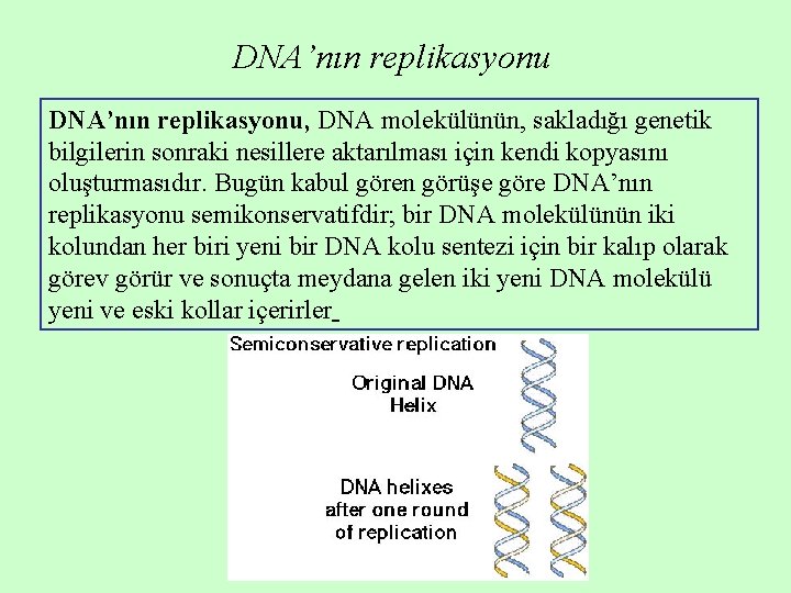 DNA’nın replikasyonu, DNA molekülünün, sakladığı genetik bilgilerin sonraki nesillere aktarılması için kendi kopyasını oluşturmasıdır. DNA’nın replikasyonu, DNA molekülünün, sakladığı genetik bilgilerin sonraki nesillere aktarılması için kendi kopyasını oluşturmasıdır.