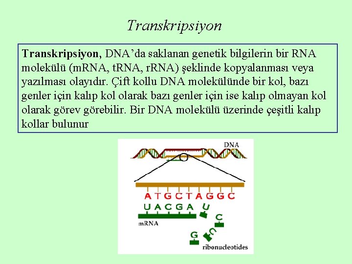 Transkripsiyon, DNA’da saklanan genetik bilgilerin bir RNA molekülü (m. RNA, t. RNA, r. RNA) Transkripsiyon, DNA’da saklanan genetik bilgilerin bir RNA molekülü (m. RNA, t. RNA, r. RNA)