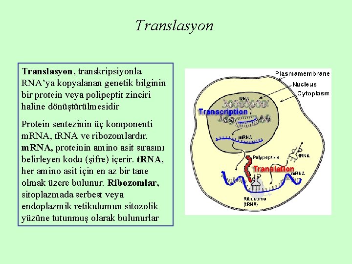 Translasyon, transkripsiyonla RNA’ya kopyalanan genetik bilginin bir protein veya polipeptit zinciri haline dönüştürülmesidir Protein Translasyon, transkripsiyonla RNA’ya kopyalanan genetik bilginin bir protein veya polipeptit zinciri haline dönüştürülmesidir Protein