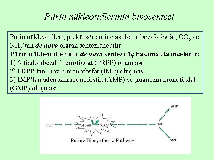 Pürin nükleotidlerinin biyosentezi Pürin nükleotidleri, prekürsör amino asitler, riboz-5 -fosfat, CO 2 ve NH Pürin nükleotidlerinin biyosentezi Pürin nükleotidleri, prekürsör amino asitler, riboz-5 -fosfat, CO 2 ve NH