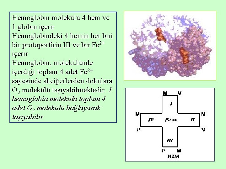 Hemoglobin molekülü 4 hem ve 1 globin içerir Hemoglobindeki 4 hemin her biri bir Hemoglobin molekülü 4 hem ve 1 globin içerir Hemoglobindeki 4 hemin her biri bir