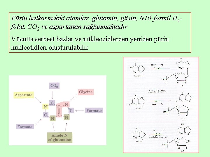 Pürin halkasındaki atomlar, glutamin, glisin, N 10 -formil H 4 folat, CO 2 ve Pürin halkasındaki atomlar, glutamin, glisin, N 10 -formil H 4 folat, CO 2 ve