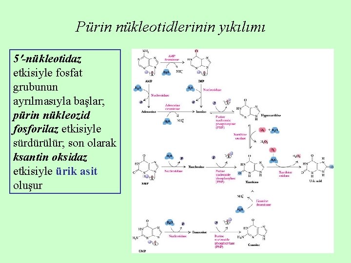 Pürin nükleotidlerinin yıkılımı 5 -nükleotidaz etkisiyle fosfat grubunun ayrılmasıyla başlar; pürin nükleozid fosforilaz etkisiyle Pürin nükleotidlerinin yıkılımı 5 -nükleotidaz etkisiyle fosfat grubunun ayrılmasıyla başlar; pürin nükleozid fosforilaz etkisiyle