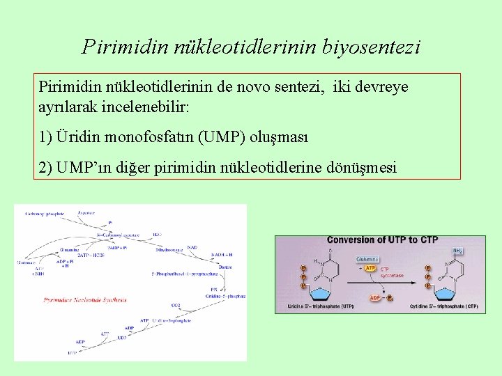 Pirimidin nükleotidlerinin biyosentezi Pirimidin nükleotidlerinin de novo sentezi, iki devreye ayrılarak incelenebilir: 1) Üridin Pirimidin nükleotidlerinin biyosentezi Pirimidin nükleotidlerinin de novo sentezi, iki devreye ayrılarak incelenebilir: 1) Üridin