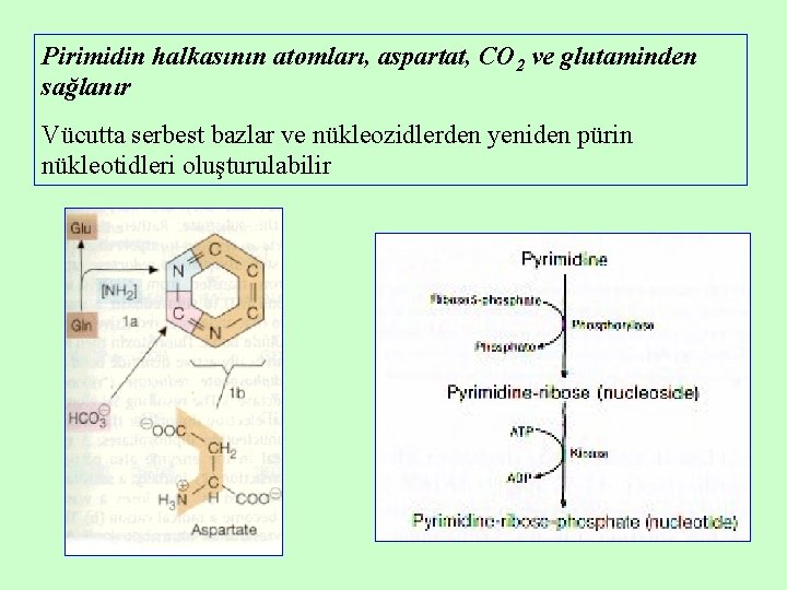 Pirimidin halkasının atomları, aspartat, CO 2 ve glutaminden sağlanır Vücutta serbest bazlar ve nükleozidlerden Pirimidin halkasının atomları, aspartat, CO 2 ve glutaminden sağlanır Vücutta serbest bazlar ve nükleozidlerden