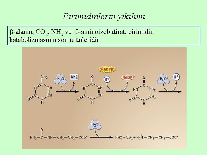 Pirimidinlerin yıkılımı -alanin, CO 2, NH 3 ve -aminoizobutirat, pirimidin katabolizmasının son ürünleridir Pirimidinlerin yıkılımı -alanin, CO 2, NH 3 ve -aminoizobutirat, pirimidin katabolizmasının son ürünleridir
