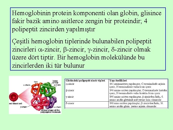 Hemoglobinin protein komponenti olan globin, glisince fakir bazik amino asitlerce zengin bir proteindir; 4 Hemoglobinin protein komponenti olan globin, glisince fakir bazik amino asitlerce zengin bir proteindir; 4