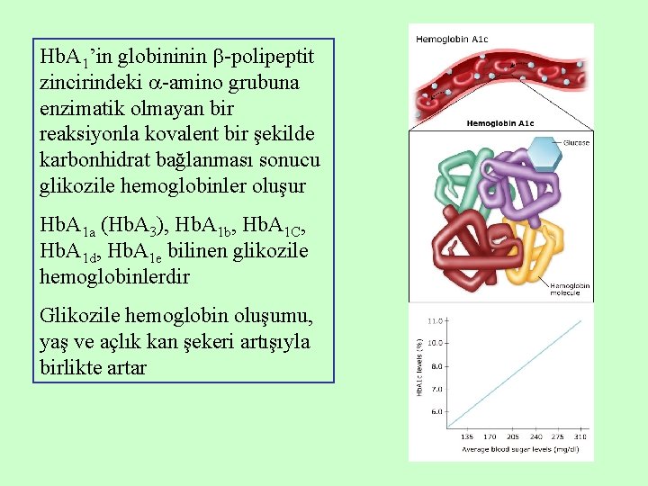 Hb. A 1’in globininin -polipeptit zincirindeki -amino grubuna enzimatik olmayan bir reaksiyonla kovalent bir Hb. A 1’in globininin -polipeptit zincirindeki -amino grubuna enzimatik olmayan bir reaksiyonla kovalent bir