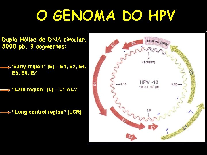 O GENOMA DO HPV Dupla Hélice de DNA circular, 8000 pb, 3 segmentos: “Early-region”