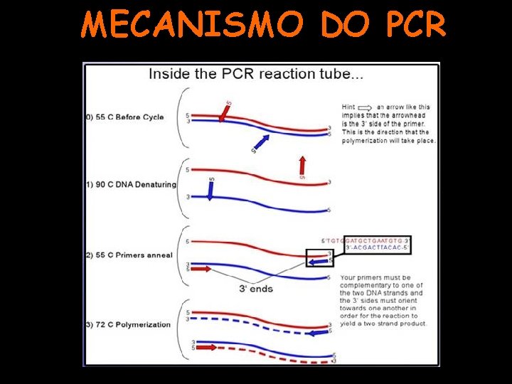 MECANISMO DO PCR 
