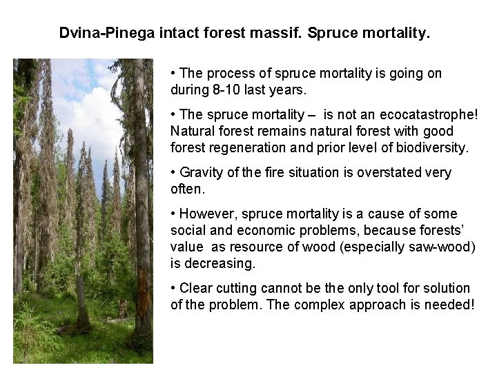Dvina-Pinega intact forest massif. Spruce mortality. • The process of spruce mortality is going