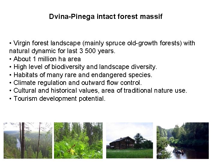 Dvina-Pinega intact forest massif • Virgin forest landscape (mainly spruce old-growth forests) with natural