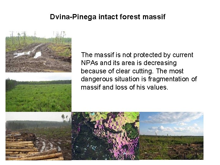 Dvina-Pinega intact forest massif The massif is not protected by current NPAs and its