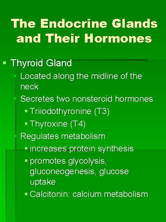 The Endocrine Glands and Their Hormones § Thyroid Gland § Located along the midline