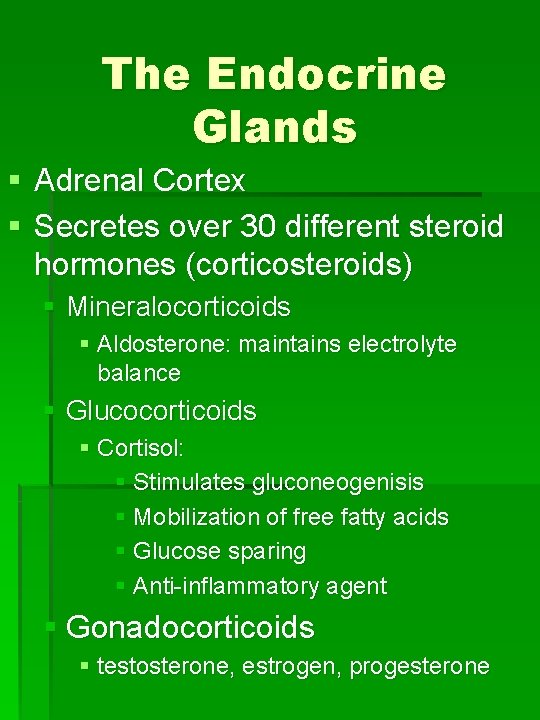 The Endocrine Glands § Adrenal Cortex § Secretes over 30 different steroid hormones (corticosteroids)