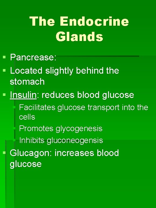 The Endocrine Glands § Pancrease: § Located slightly behind the stomach § Insulin: reduces