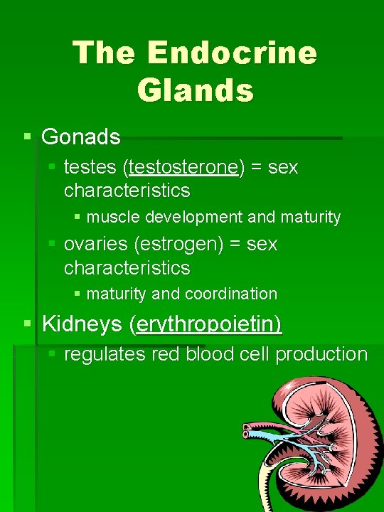 The Endocrine Glands § Gonads § testes (testosterone) = sex characteristics § muscle development