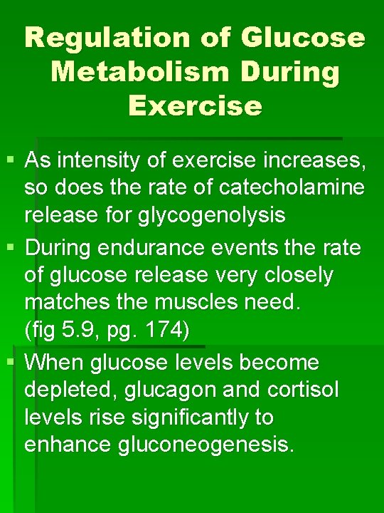 Regulation of Glucose Metabolism During Exercise § As intensity of exercise increases, so does