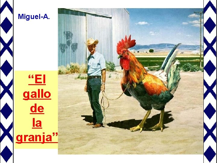 Miguel-A. “El gallo de la granja” 