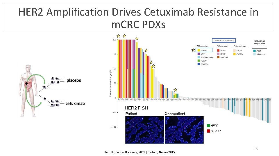 HER 2 Amplification Drives Cetuximab Resistance in m. CRC PDXs Bertotti, Cancer Discovery, 2011