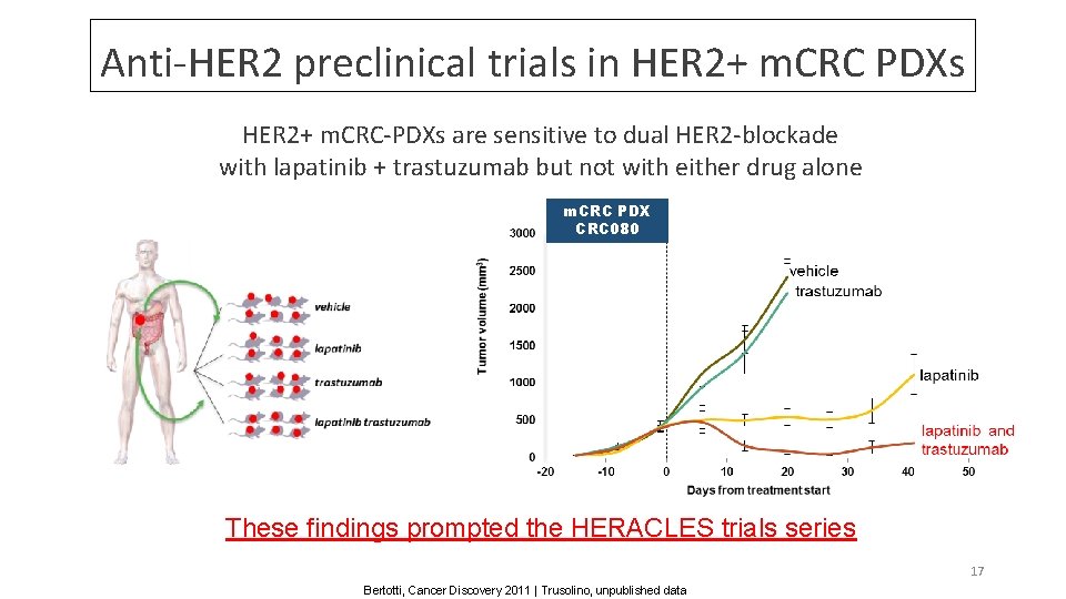 Anti-HER 2 preclinical trials in HER 2+ m. CRC PDXs HER 2+ m. CRC-PDXs