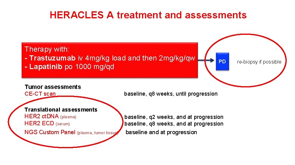 HERACLES A treatment and assessments Therapy with: - Trastuzumab iv 4 mg/kg load and