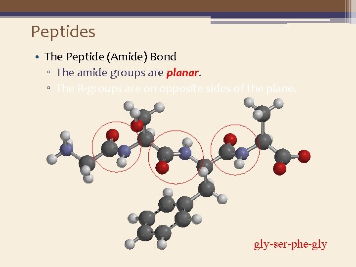 Peptides • The Peptide (Amide) Bond ▫ The amide groups are planar. ▫ The