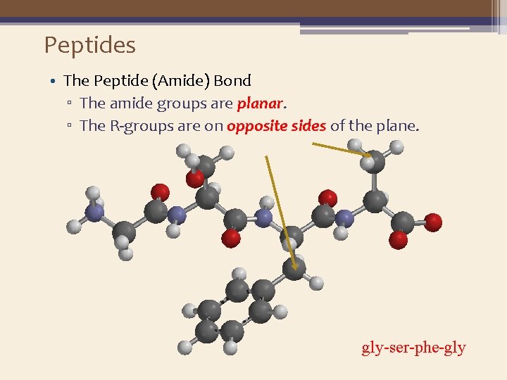 Peptides • The Peptide (Amide) Bond ▫ The amide groups are planar. ▫ The