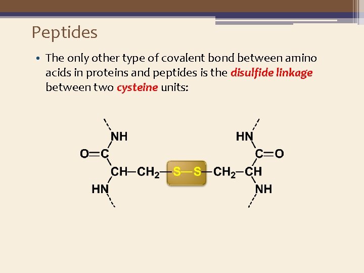 Peptides • The only other type of covalent bond between amino acids in proteins