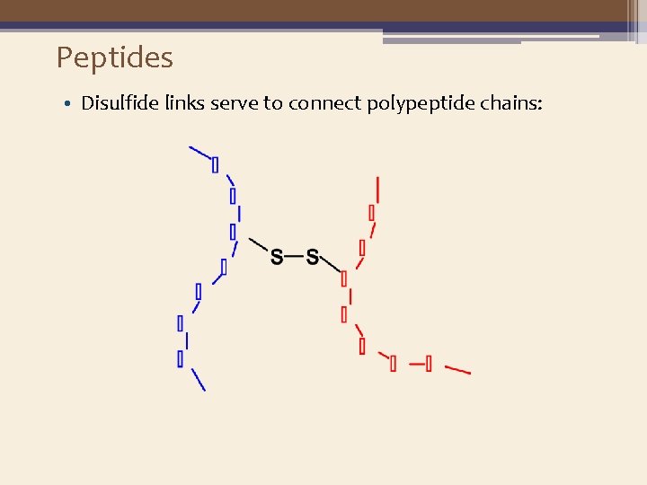 Peptides • Disulfide links serve to connect polypeptide chains: 