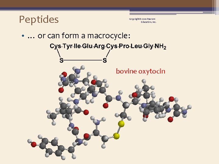 Peptides Copyright © 2010 Pearson Education, Inc. • … or can form a macrocycle: