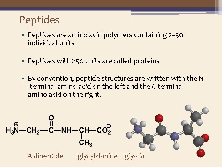 Peptides • Peptides are amino acid polymers containing 2– 50 individual units • Peptides