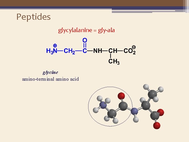 Peptides glycylalanine = gly-ala glycine amino-terminal amino acid 