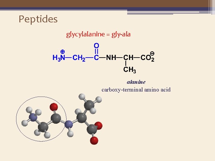 Peptides glycylalanine = gly-ala alanine carboxy-terminal amino acid 