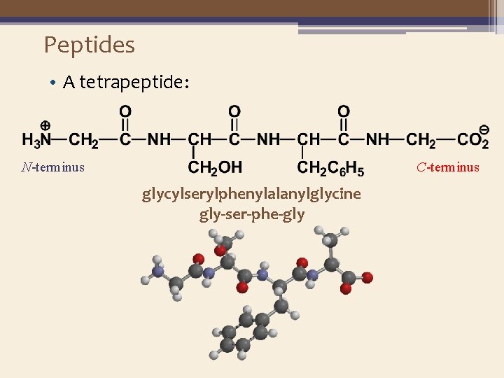 Peptides • A tetrapeptide: N-terminus C-terminus glycylserylphenylalanylglycine gly-ser-phe-gly 