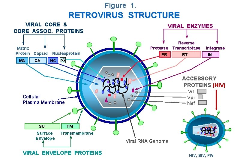 Figure 1. RETROVIRUS STRUCTURE VIRAL CORE & CORE ASSOC. PROTEINS Matrix Protein Capsid MA