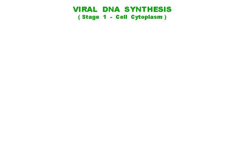 VIRAL DNA SYNTHESIS ( Stage 1 - Cell Cytoplasm ) 
