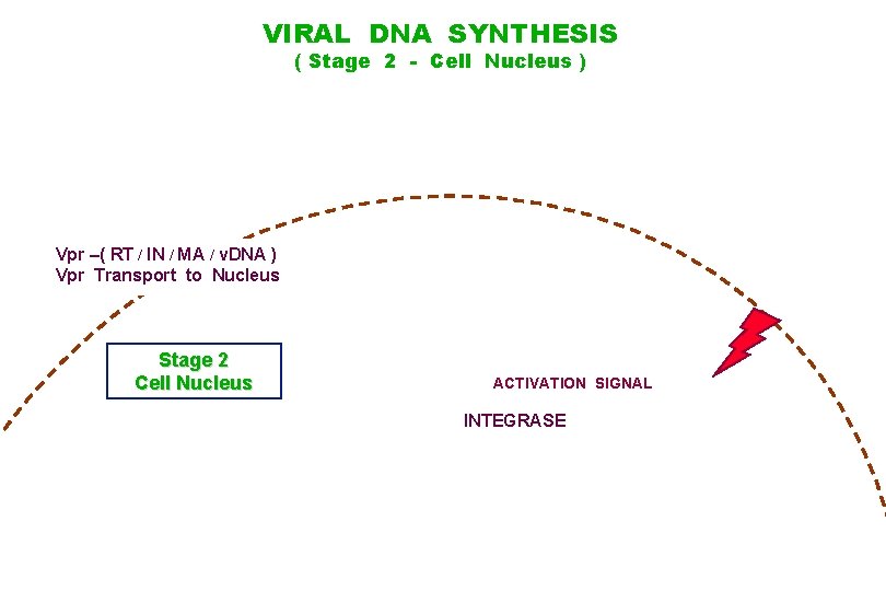 VIRAL DNA SYNTHESIS ( Stage 2 - Cell Nucleus ) Vpr –( RT /