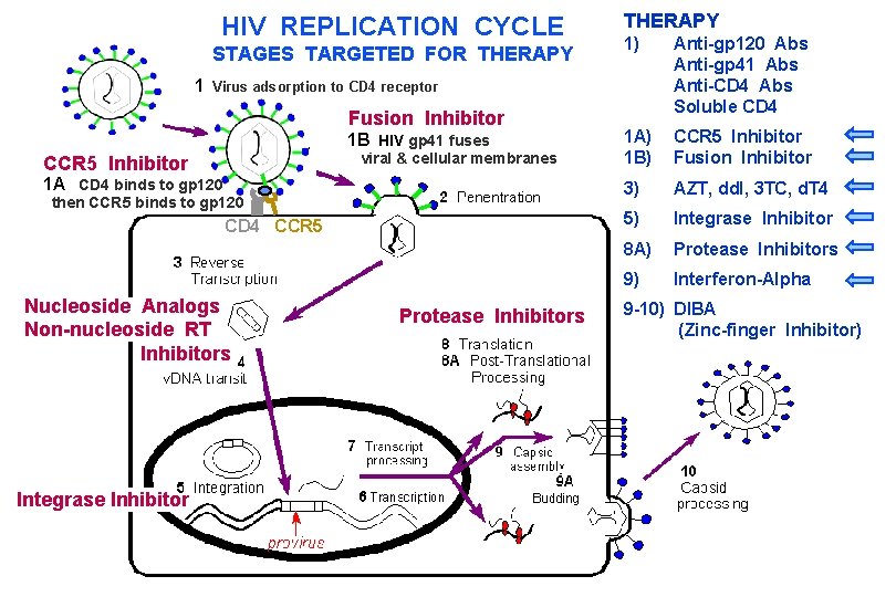 HIV REPLICATION CYCLE STAGES TARGETED FOR THERAPY 1) Anti-gp 120 Abs Anti-gp 41 Abs