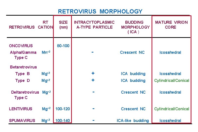 RETROVIRUS MORPHOLOGY RT RETROVIRUS CATION ONCOVIRUS SIZE (nm) INTRACYTOPLASMIC A-TYPE PARTICLE BUDDING MORPHOLOGY (