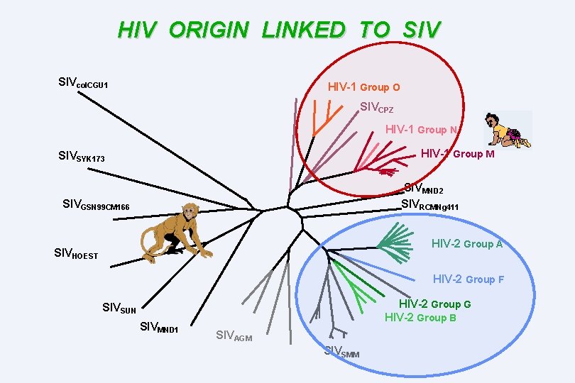 HIV ORIGIN LINKED TO SIVcol. CGU 1 HIV-1 Group O SIVCPZ HIV-1 Group N