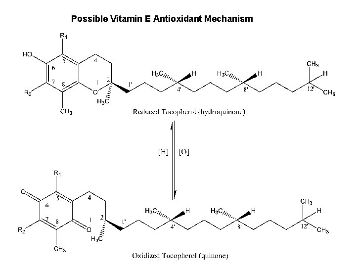 Possible Vitamin E Antioxidant Mechanism 