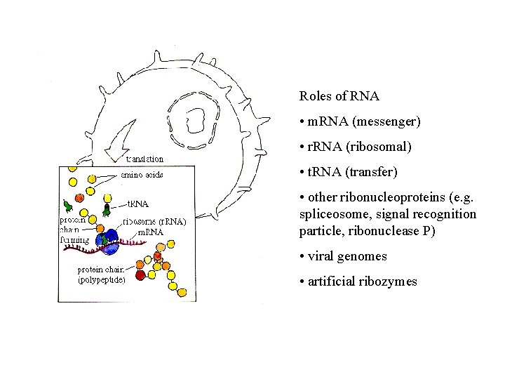 Roles of RNA • m. RNA (messenger) • r. RNA (ribosomal) • t. RNA