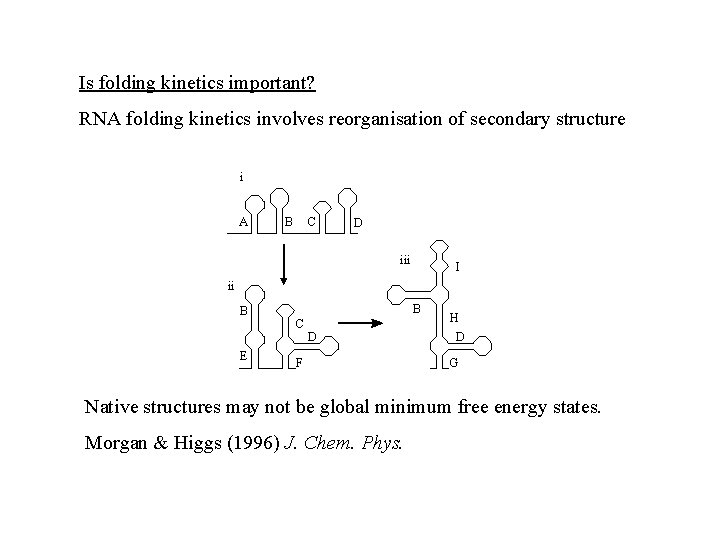 Is folding kinetics important? RNA folding kinetics involves reorganisation of secondary structure i A