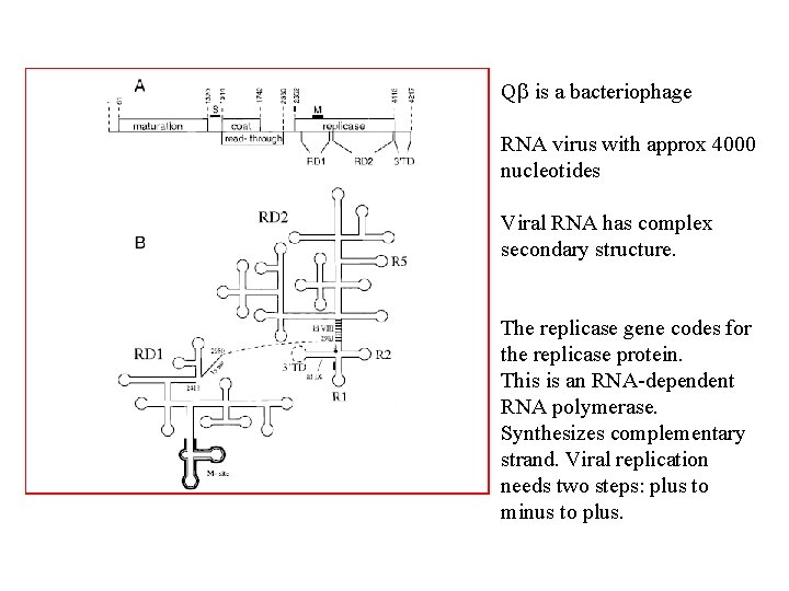 Q is a bacteriophage RNA virus with approx 4000 nucleotides Viral RNA has complex