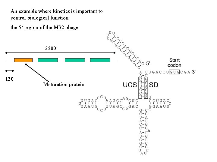 An example where kinetics is important to control biological function: the 5’ region of