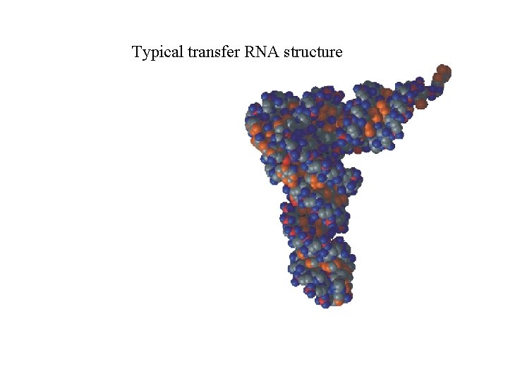 Typical transfer RNA structure 