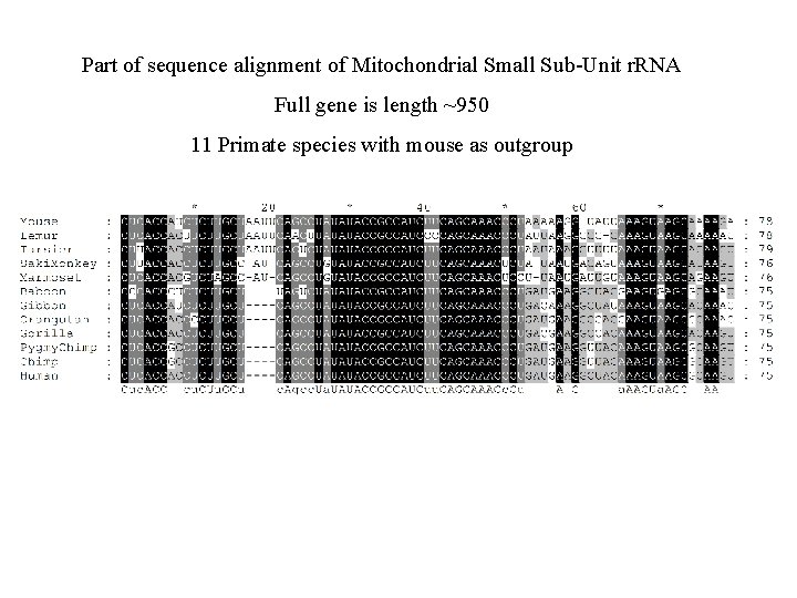 Part of sequence alignment of Mitochondrial Small Sub-Unit r. RNA Full gene is length