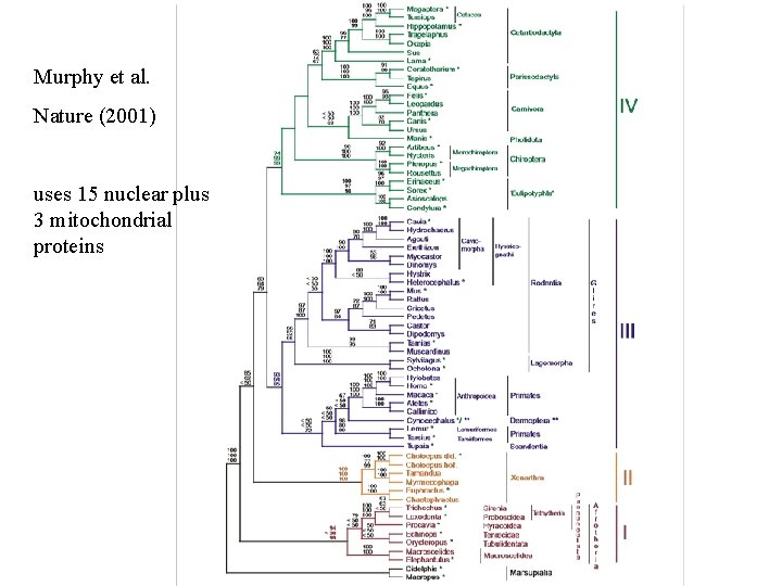 Murphy et al. Nature (2001) uses 15 nuclear plus 3 mitochondrial proteins 